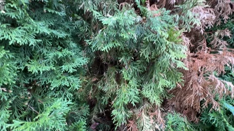 Sick Thuja in Garden with Drying Branch Stock Footage 286875345