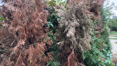 Sick Thuja in Garden with Drying Branch Stock Footage 286875422