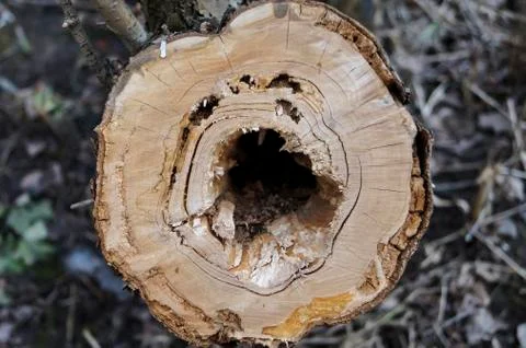 Sick tree with a hole Stock Photos