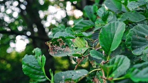 Sick Tree Leaf Damaged by Parasite and Eaten by Larvae Video stock 218300938