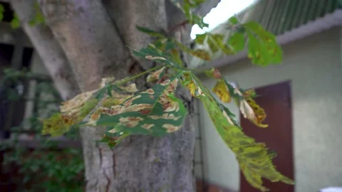 Sick tree leaves 4K Stock Footage 159905762