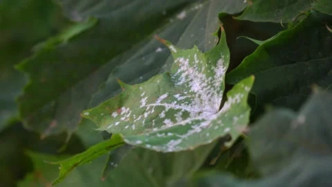 Sick tree leaves with white spots in autumn Stock Footage 140122276