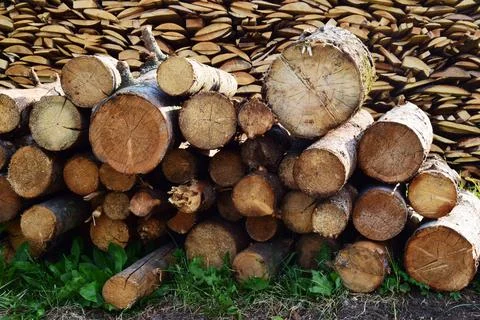 Sick tree is sawn into logs and folded on the green grass. Cutting down old t Stock Photos
