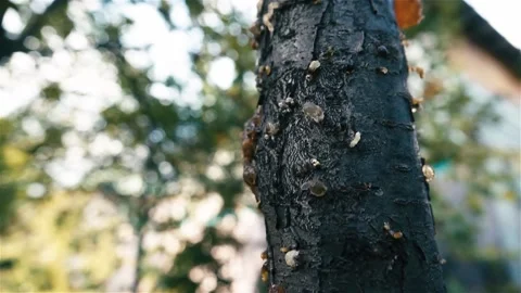 Sick tree trunk 動画素材 238398325