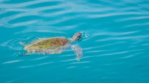 A sick turtle floating on the ocean during a snorkeling trip at Samaesan T... Fotos Stock