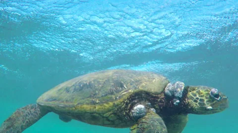 Sick Turtle Stock Footage 52826026