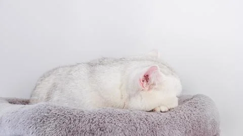 Sick white cat resting on a soft gray blanket, showcasing its vulnerable state Foto stock