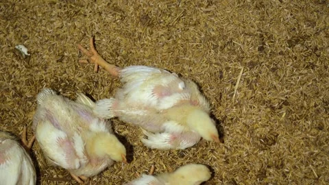 Sick young broiler chicks in a modern commercial traditional farm. Stock-Footage 341099649