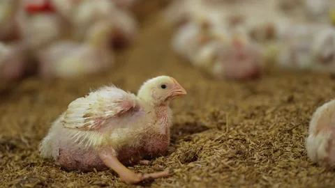 Sick young broiler chicks in a modern commercial traditional farm. Stock-Footage 341099910