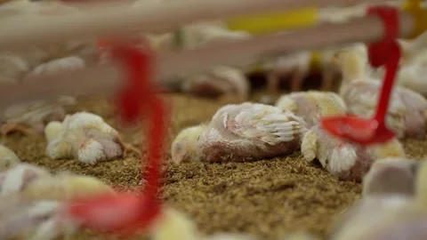 Sick young broiler chicks in a modern commercial traditional farm. Stock-Footage 341100266