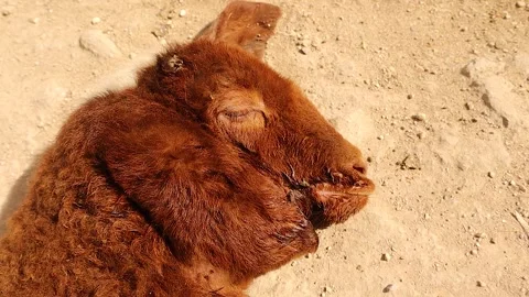 Sick young lamb lying weak on dusty ground, symbol of animal neglect and care Stock Footage 320816574