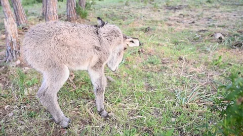 Sick young one week old puppy donkey born with desease cancer Stock Footage 105865302