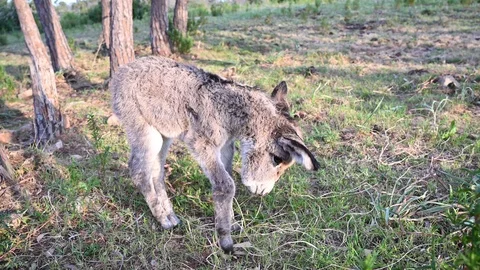 Sick young one week old puppy donkey born with desease cancer 動画素材 105868062
