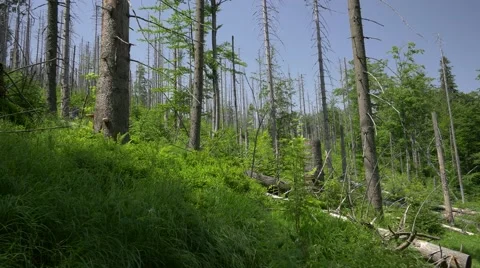Sick/dead forest in the mountains.  Landscape full of dry trees. Видео 64590595