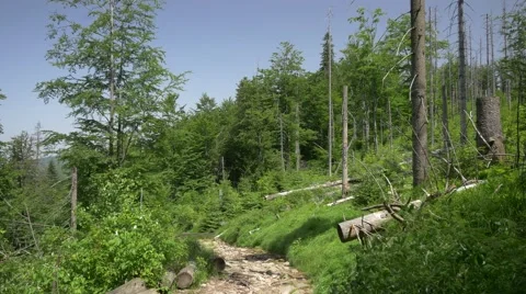 Sick/dead forest in the mountains.  Landscape full of dry trees. Stock-Footage 64590979