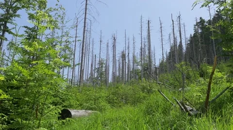Sick/dead forest in the mountains.  Landscape full of dry trees. Stock-Footage 64591107