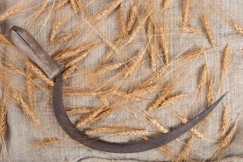 Sickle and ears of wheat Stock Photos