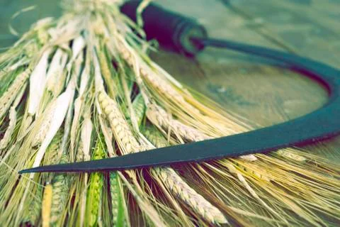 Sickle and wheat bundle Foto stock