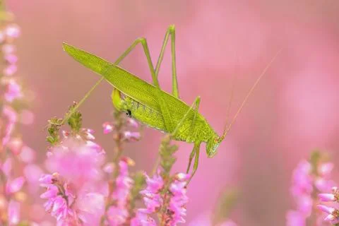 Sickle bearing bush cricket grasshopper Stock Photos