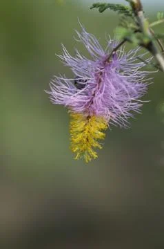 Sickle bush Stock Photos