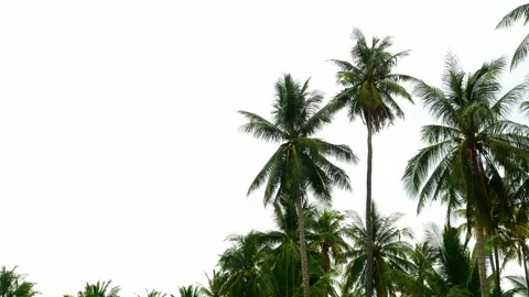 The sickle cut coconut fruit falling from the tree Stock Footage 278075922