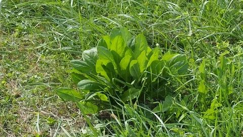 Sickle Stock-Footage 95199834