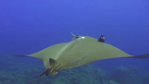 Sicklefin devil ray drifting over reef on the Azores with pilot fishes Stock Footage 145173531