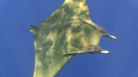 Sicklefin devil ray mobula tarapacana with two shark suckers symmetrically Stock Footage 160518527