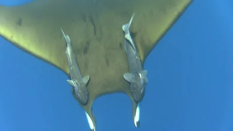 Sicklefin devil ray mobula tarapacana with two sharksuckers symmetrically Stock Footage 160518843