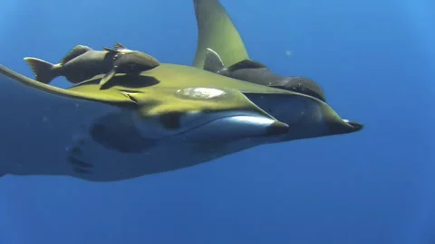 Sicklefin devil ray mobula tarapacana with two shark suckers symmetrically Stock Footage 160520041