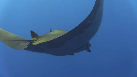 Sicklefin devil ray mobula tarapacana gliding through blue water, view Stock Footage 160520062