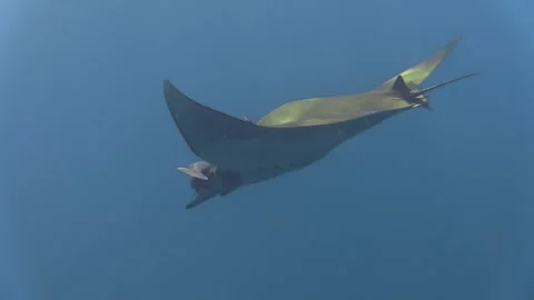 Sicklefin devil ray mobula tarapacana with two sharksuckers attached to Stock Footage 160520069