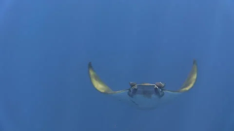 Sicklefin devil ray mobula tarapacana approaching, flapping wings, turning Stock Footage 160520094