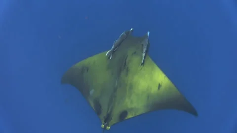 Sicklefin devil ray mobula tarapacana with two sharksuckers symmetrically Stock Footage 160520113