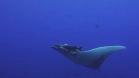 A sicklefin devil ray swimming in the open blue ocean on the Azores. Stock Footage 145173192