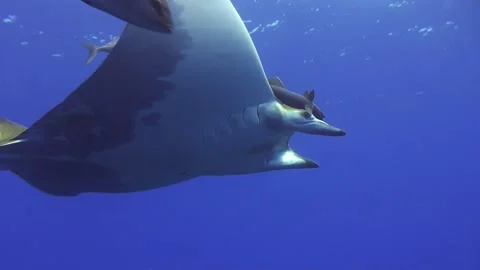 Sicklefin fin devil ray swimming the open ocean accompanied by pelagic Stock Footage 145173315