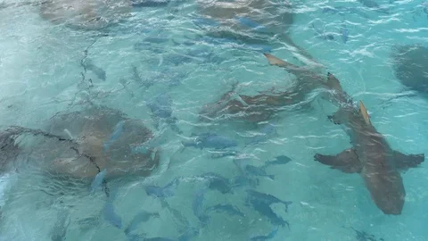 Sicklefin lemon sharks and big stingrays at place of fish feeding, Maldives Stock Footage 119123781