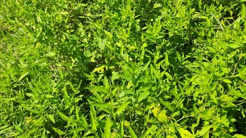 Sida acuta plant. Stock Footage 220346867