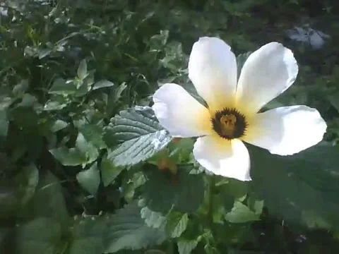Sida Sp. flower receives the first rays of the sunlight Stock Footage 158963166
