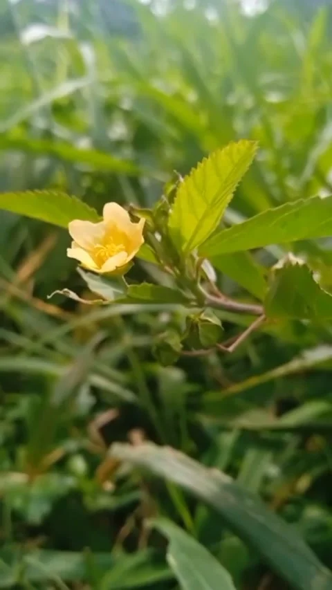 Sidaguri yellow flowered grass Stock Footage 219627366
