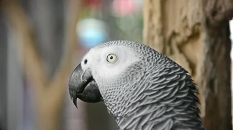 Side of African gray parrot head looking and moving in blurry background in HD Видео 63768089