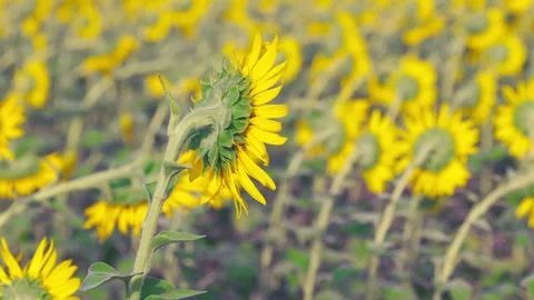 Side and Back View of a Single Sunflower in Summer Field, Japan Stock Footage 344967610