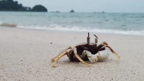 Side and front view of Horned ghost crab (Ocypode ceratophthalmus)  Stockbeeldmateriaal 270068896