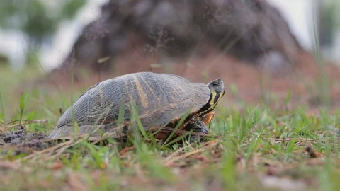 Side angle of box turtle at ground level breathing in Stock Footage 128975187