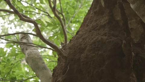 Side Angle CU of Termite Nest Among Tree Branches and Leaves Stock Footage 123666984