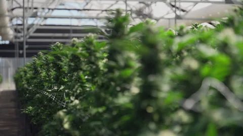 Side Angle of Flowering Marijuana Row in Bright Grow House Video stock 345180537