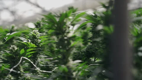 Side Angle of Flowering Marijuana Stalks in Bright Grow Room Video stock 345180555