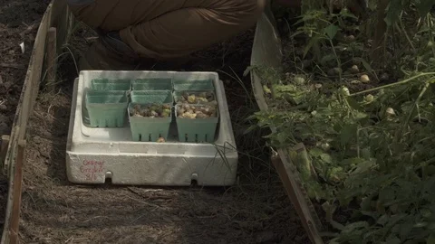 SIDE ANGLE GROUND CHERRIES 스톡 동영상 102742973