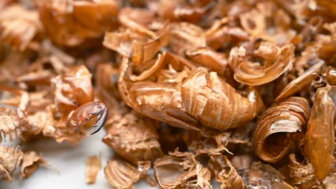 Side angle pan view Chinese medicine ChanTui or Cicadae Periostracum or Cicad Stock Footage 146149518