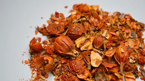 Side angle pan view herb ZhiZi or Gardeniae Fructus or Common Gardenia Fruit Stock Footage 145832020